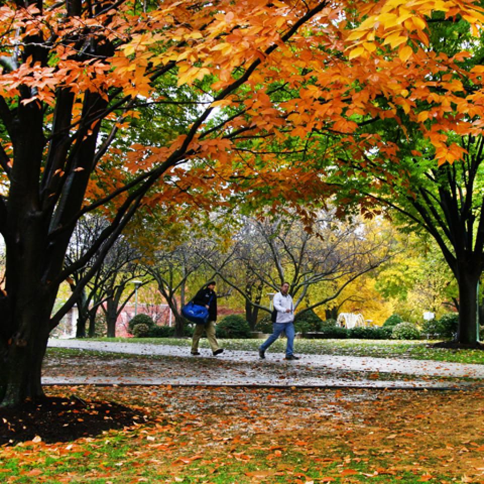 Fall foliage on campus