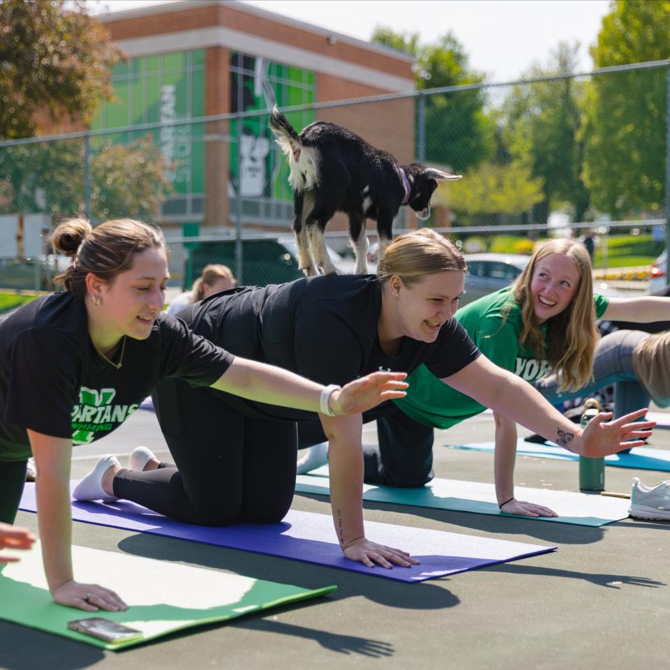 Several students outside doing yoga poses with goat on one girl's back.