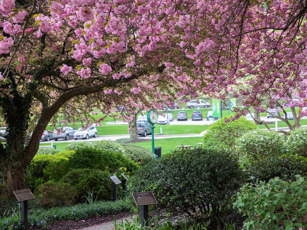 Spring time on campus with the clock around a pink bloomed tree.