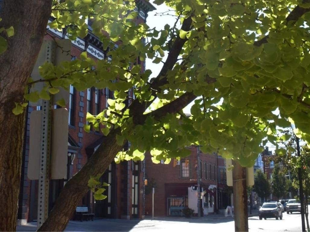 News article heading image- Explore how redlining shaped greenspace access in York and how residents can support healthier, greener communities.