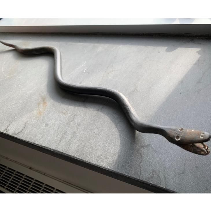 An gray, iron figurine of a snake in a slithering position on the windowsill.